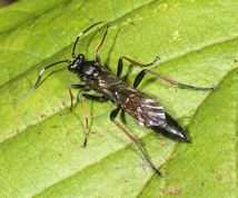 Snyltehveps stenichneumon culpator